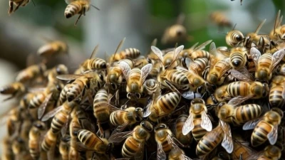 Adulto mayor murió tras ataque de abejas en zona rural de San Joaquín, Santander