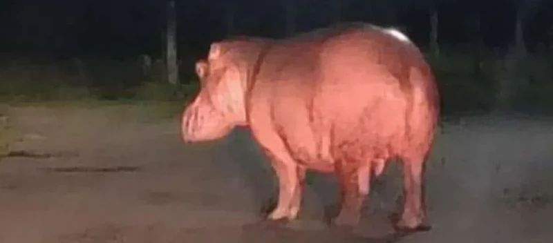 Hipopótamo suelto causa pánico en las calles de Barrancabermeja