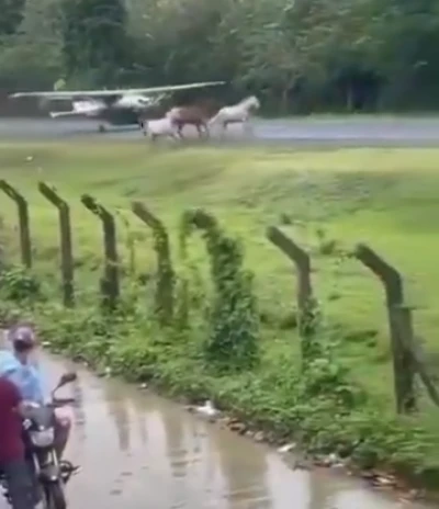 Caballos sueltos generan riesgo durante aterrizaje en aeropuerto del Chocó