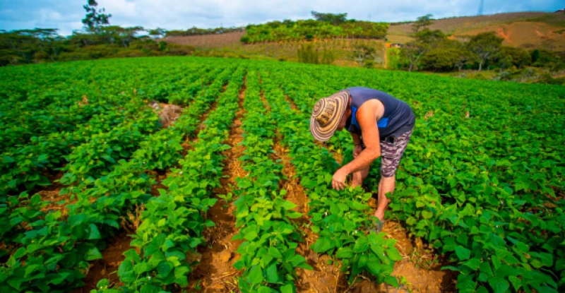 El campo colombiano generó 4,8 millones de empleos en 2025, el mejor año desde 2021
