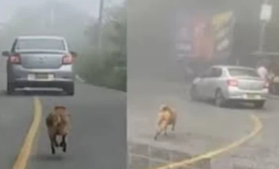 Video viral de perro corriendo tras un carro en vía a Los Santos no habría sido un caso de abandono