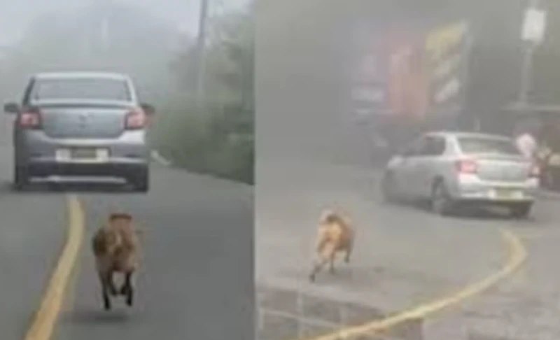 Video viral de perro corriendo tras un carro en vía a Los Santos no habría sido un caso de abandono