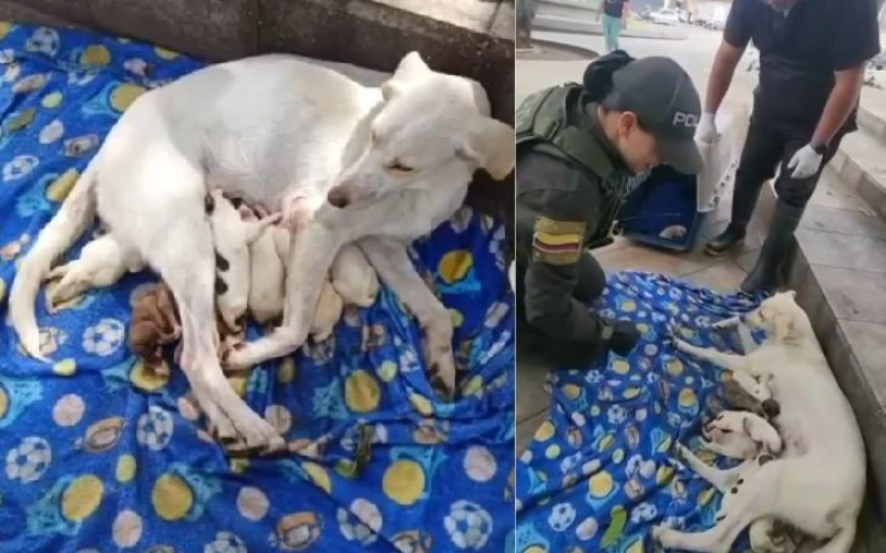 Policía rescató a una perrita que acababa de dar a luz a ocho cachorros en Bucaramanga