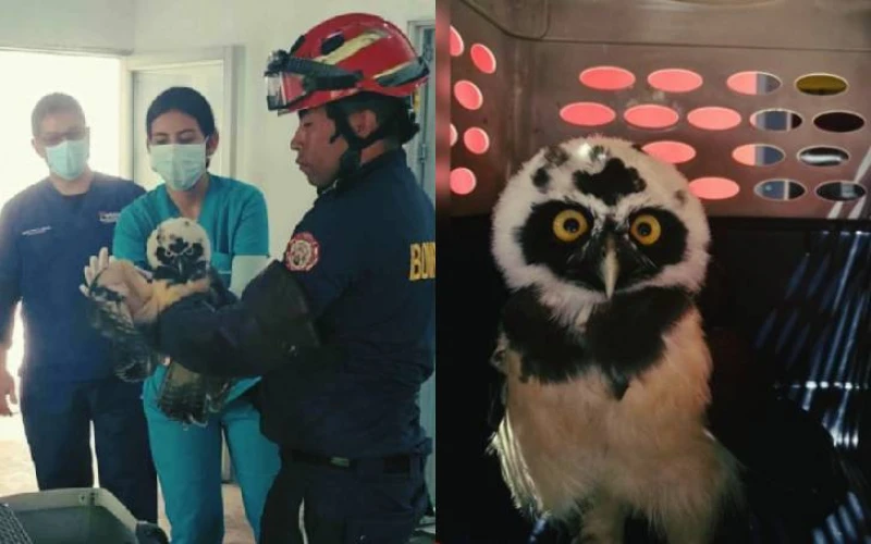 Búho fue rescatado por Bomberos y regresado a su hábitat, en Floridablanca