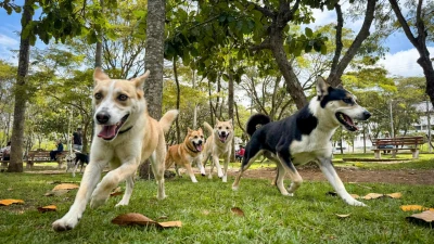 ¡Dales un hogar! Decenas de perritos y gaticos esperan por una familia en Bucaramanga