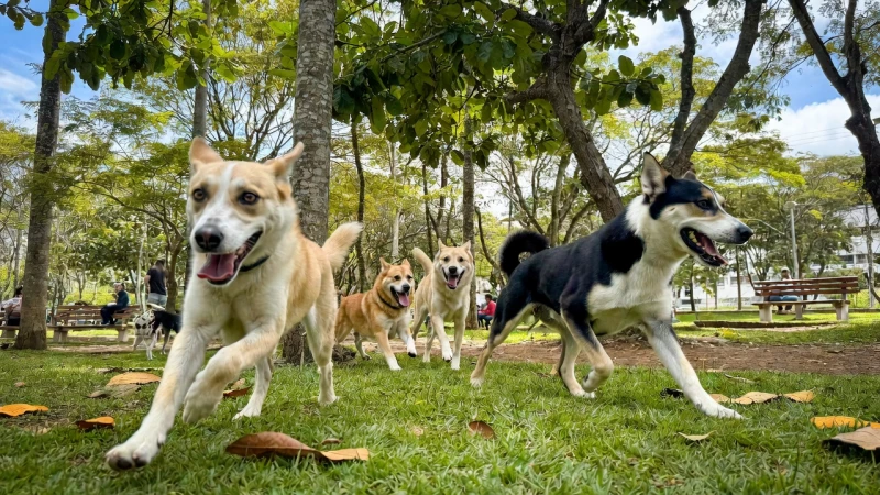 ¡Dales un hogar! Decenas de perritos y gaticos esperan por una familia en Bucaramanga