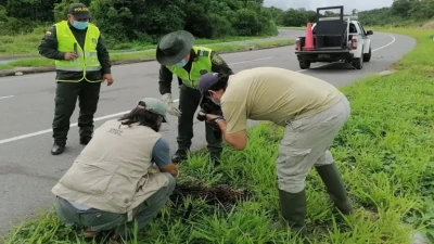 Un tigrillo murió arrollado por un carro en la vía Barrancabermeja – Bucaramanga