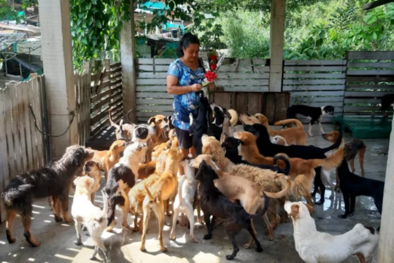 Comienzan a esterilizar perros y gatos para evitar sobrepoblación en Bucaramanga