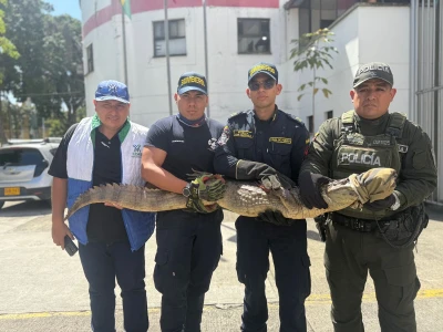 Presencia de babilla de dos metros puso en alerta a los habitantes del norte de Bucaramanga