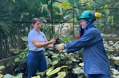 ¡Regresan a casa! 170 Ceibas Barrigonas vuelven a reinar en el Cañón del Chicamocha