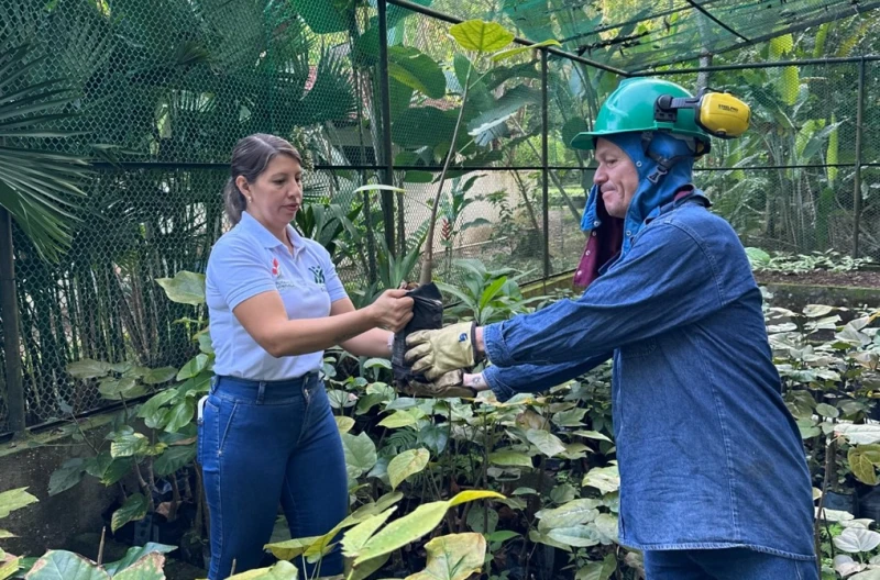 ¡Regresan a casa! 170 Ceibas Barrigonas vuelven a reinar en el Cañón del Chicamocha
