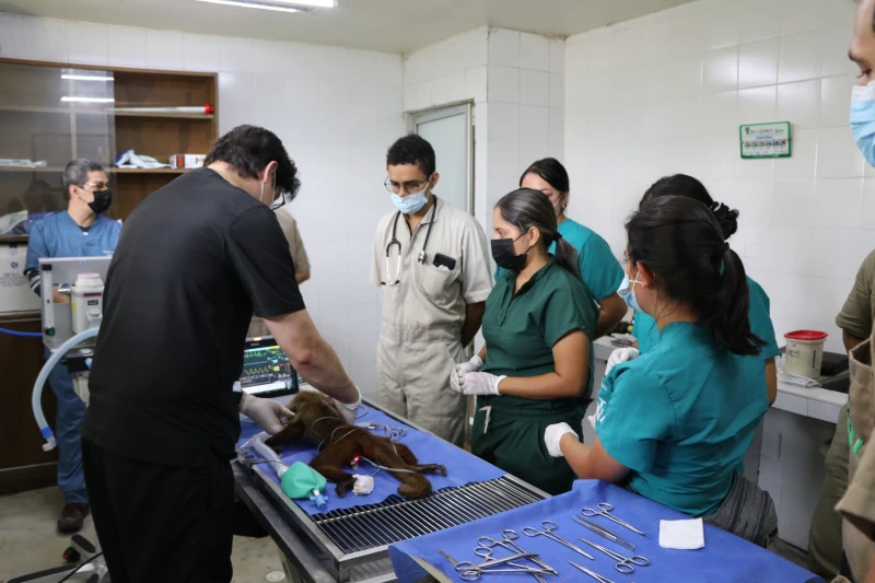 Nuevo quirófano en el CAV de la CDMB salvará la vida de más animales silvestres