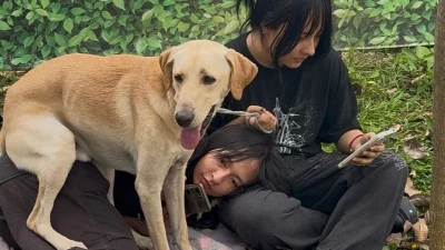 Buscan hogar para decenas de perros y gatos en Bucaramanga