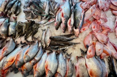 La estrategia de Centroabastos para abastecer de pescado a Bucaramanga en Semana Santa