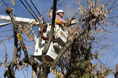 Podarán árboles que interfieren con redes eléctricas en Bucaramanga
