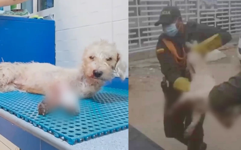 Familia abandonó a su perrito tras ser arrollado por un vehículo, en Santander