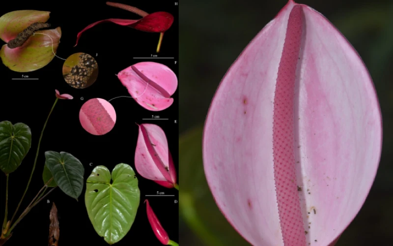 Descubren planta única en Santander: el Anthurium comuneros