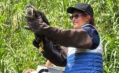 En Piedecuesta, un águila y dos zorros regresaron a su hábitat tras su rehabilitación