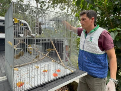 Cdmb pidió proteger la Palma de cera y la fauna silvestre durante la Semana Santa