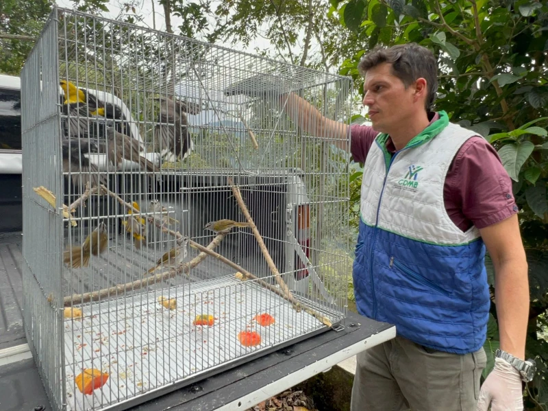 Cdmb pidió proteger la Palma de cera y la fauna silvestre durante la Semana Santa