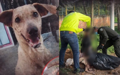 Hallan muerta a Kira, la perrita que fue víctima de una brutal golpiza al norte de Bucaramanga