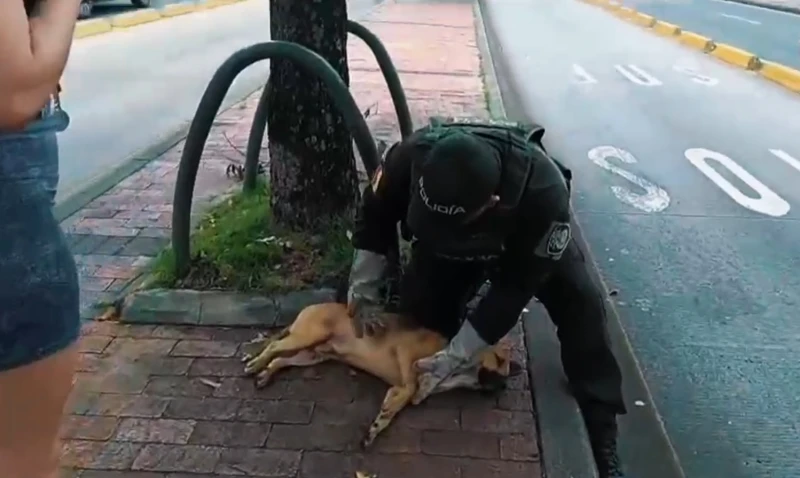 Rescatan a un perrito que fue arrollado y abandonado en Bucaramanga