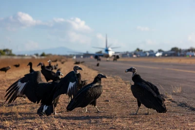Autoridades ambientales buscan reducir presencia de gallinazos cerca del aeropuerto Palonegro