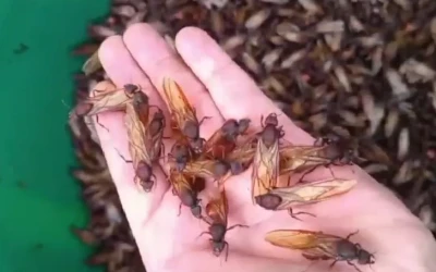 ¡Qué delicia! Inicia la temporada de hormigas culonas en varios municipios de Santander