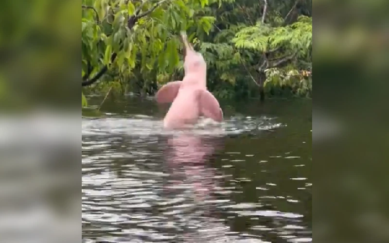 Una escena única: delfín rosado reaparece en aguas del Amazonas