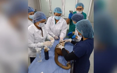 Crean banco de tejidos de fauna silvestre en Bucaramanga: en el futuro podrían clonar especies