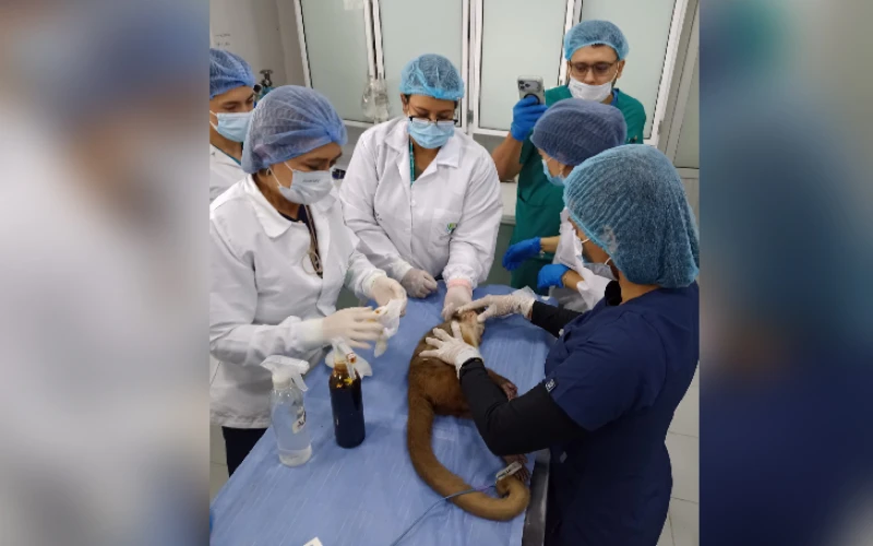 Crean banco de tejidos de fauna silvestre en Bucaramanga: en el futuro podrían clonar especies