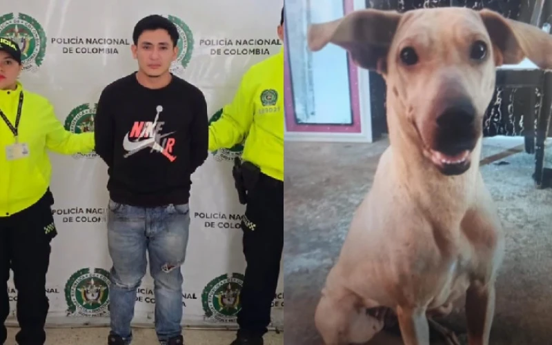 Fue capturado el sujeto señalado de matar a golpes a la perrita Kira, al norte de Bucaramanga