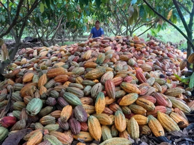 Crece la producción de cacao en Bucaramanga pero no los clientes