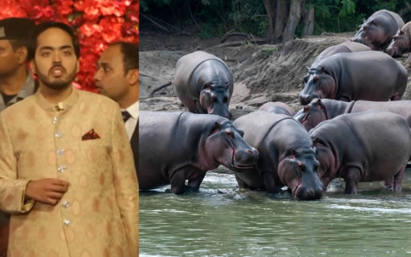 Millonario indio se ofreció a salvar los 80 hipopótamos condenados a la eutanasia