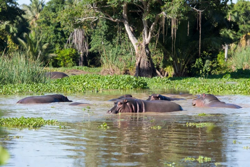 Alcaldía de Barrancabermeja propone plan de "caza-control" para frenar la invasión de hipopótamos