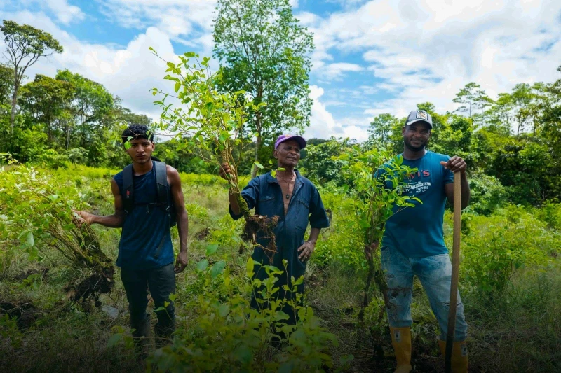 Gobierno apuesta por erradicar coca sin glifosato y con apoyo campesino