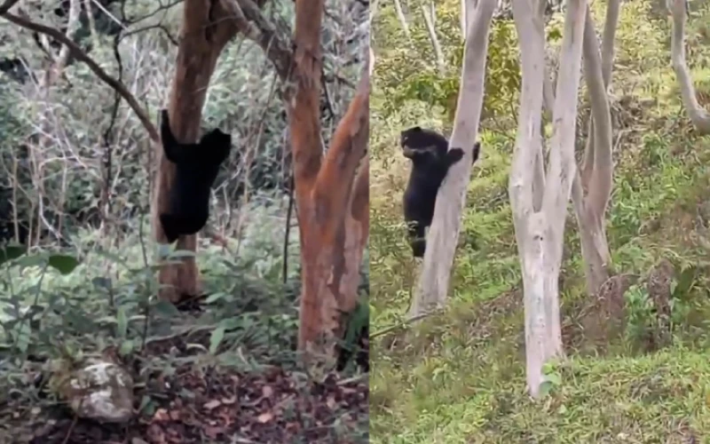 Reportan múltiples avistamientos de osos de anteojos al sur de Santander