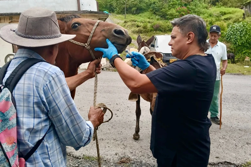 Jornada de bienestar animal benefició a cerca de 500 equinos en Santander