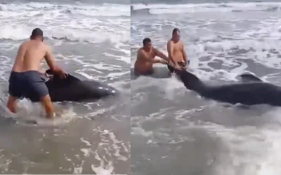 Video: Dramático rescate de ballenato herido con un arpón en playa de Magdalena