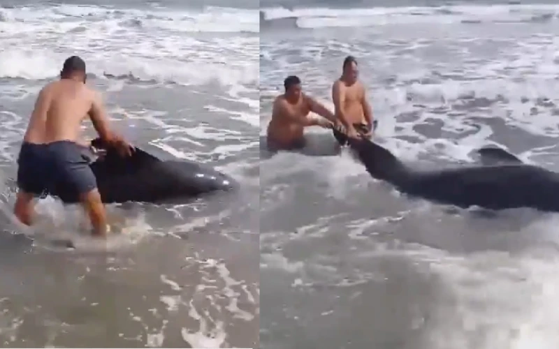 Video: Dramático rescate de ballenato herido con un arpón en playa de Magdalena