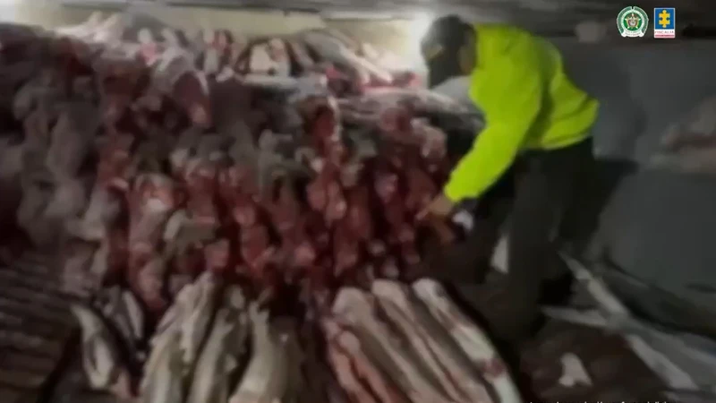¡Qué tristeza! Hallan cerca de 300 aletas y 100 troncos de tiburón en aguas de Buenaventura