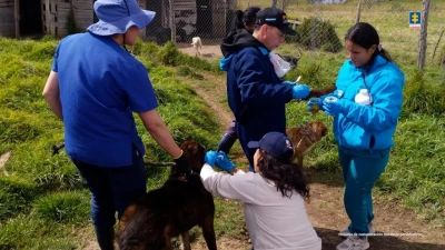 Pedía donaciones para mantener a 300 perritos con hambre, enfermedades y abandono