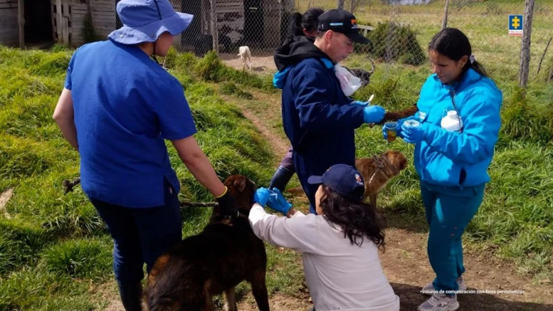 Pedía donaciones para mantener a 300 perritos con hambre, enfermedades y abandono