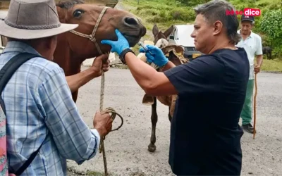Una mano para los caballos del campo: jornada gratuita atendió a 486 equinos en Santander