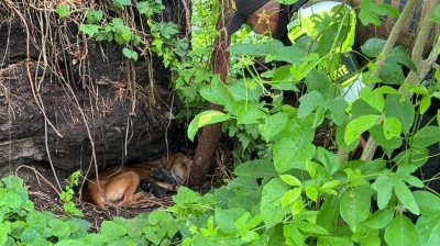 La encontraron protegiendo a sus siete cachorros en medio de la maleza