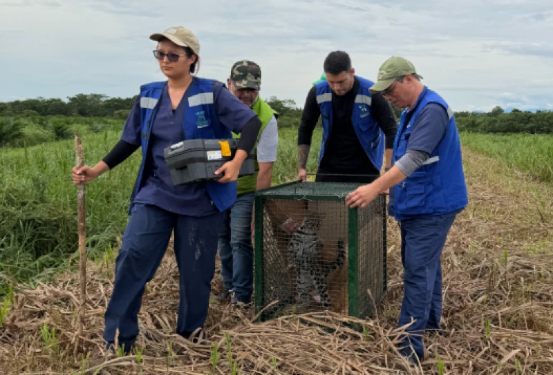 Tras ser rescatados, más de 120 animales silvestres volvieron a su hábitat en Rionegro, Santander