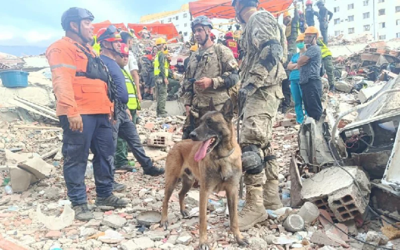 La historia de 'Bart', el perro argentino que salvó la vida de dos niños tras el terremoto de Venezuela