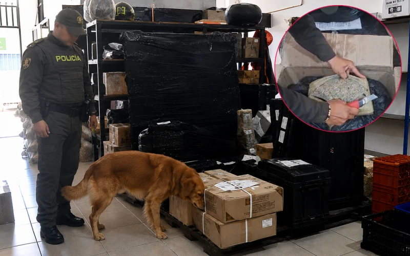 Perro antinarcóticos destapó millonario cargamento de marihuana que iba para San Gil