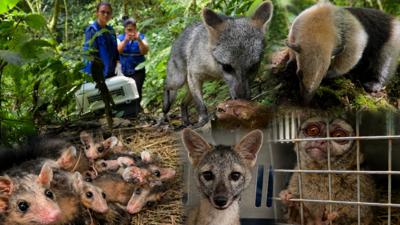 Después de meses de recuperación, seis animales silvestres volvieron a la libertad en Santander