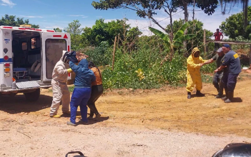 Abejas africanizadas atacaron a un padre y su hija en Santander